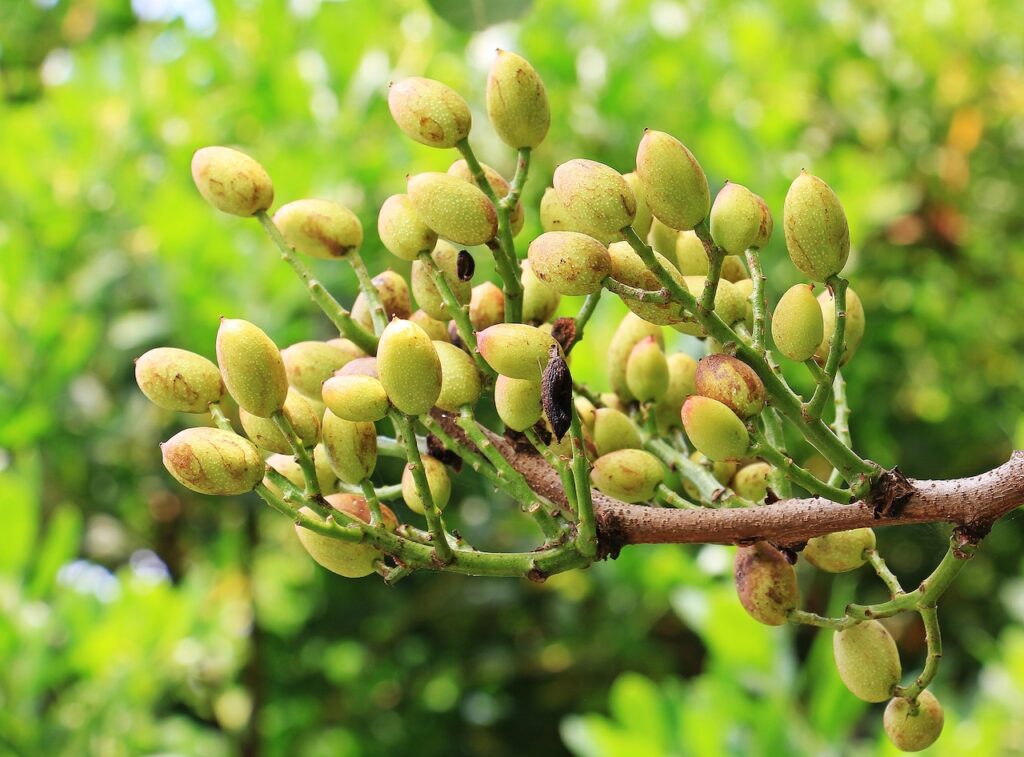 pianta pistacchio